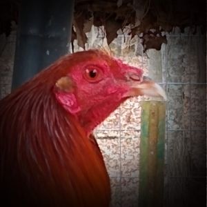 Meet your Posher, Scotty